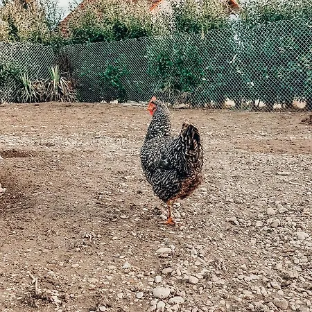 Chalet Licko * Ντομζάλε